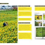 #Get Sunflowered by OUTR Research Lab-Sheet1