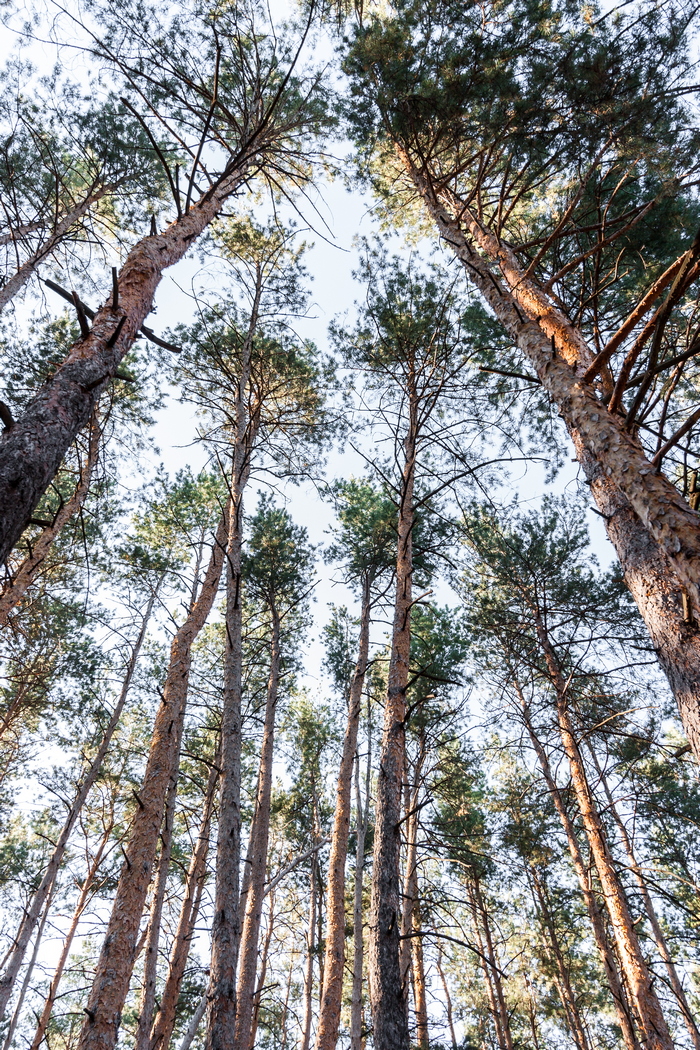 Genius Loci: A Forest Chalet In Sviatogorsk - Sheet7