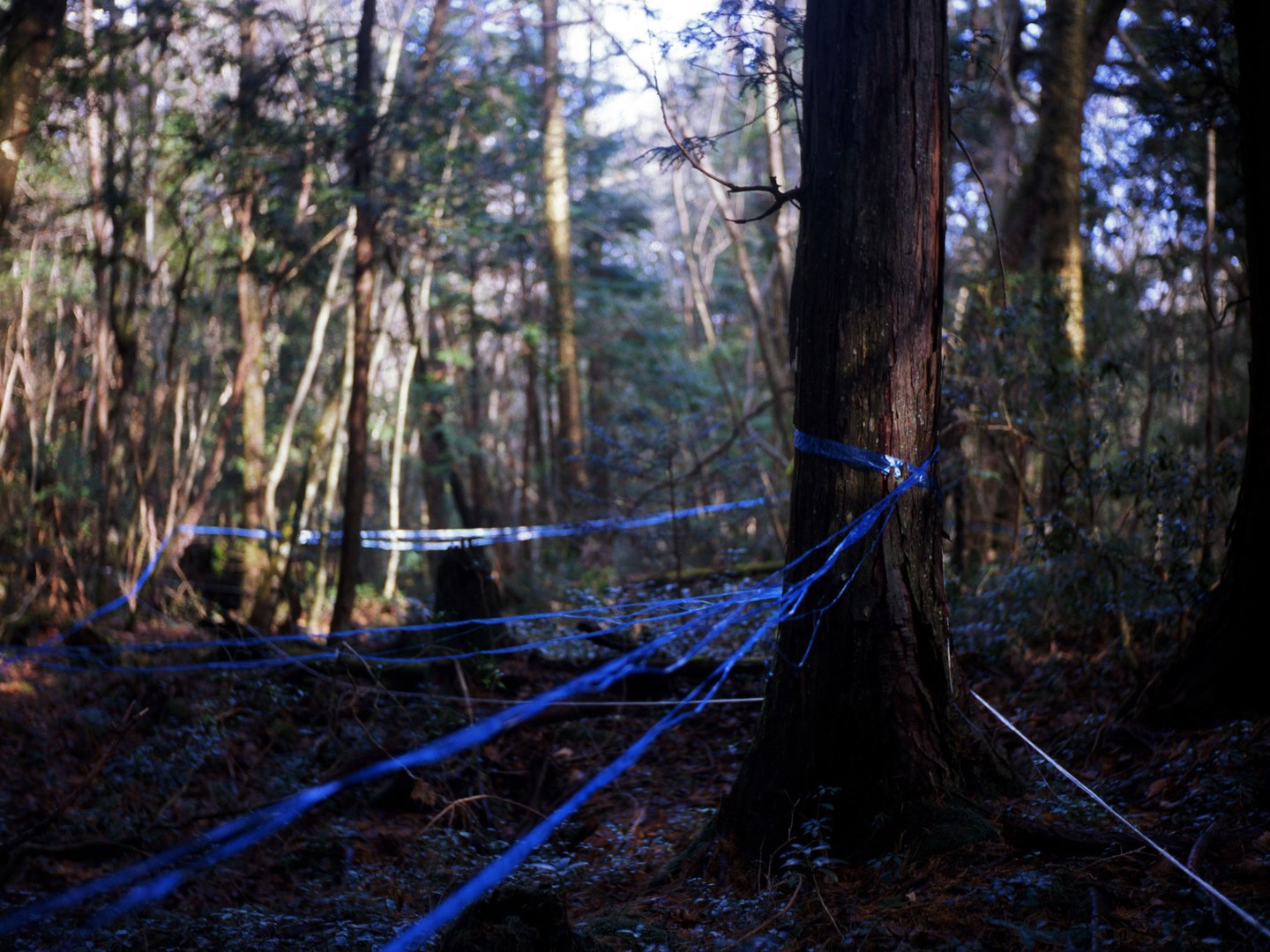 20 Architectural Scariest Places In The World - Aokigahara Forest (aka Suicide Forest) Yamanashi Prefecture Japan