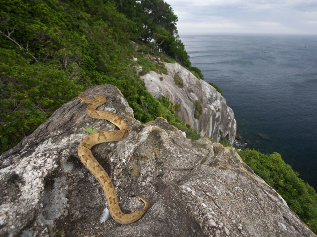 20 Architectural Scariest Places In The World - Snake Island São Paolo Brazil