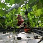 FUTURE OF FARMING- GAZA HYDROPONICS - sheet4