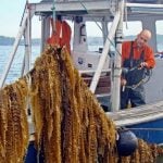 FUTURE OF FARMING- GREENWAVE - sheet5