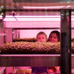 FUTURE OF FARMING- IKEA - sheet3