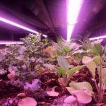 FUTURE OF FARMING- LA CAVERENE - sheet1