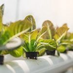 The Future of Farming Dictates the Future of Architecture - Rethinking The Future