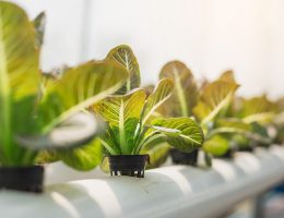 The Future of Farming Dictates the Future of Architecture - Rethinking The Future