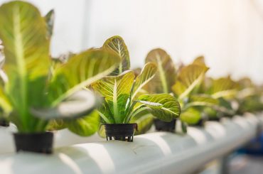 The Future of Farming Dictates the Future of Architecture - Rethinking The Future