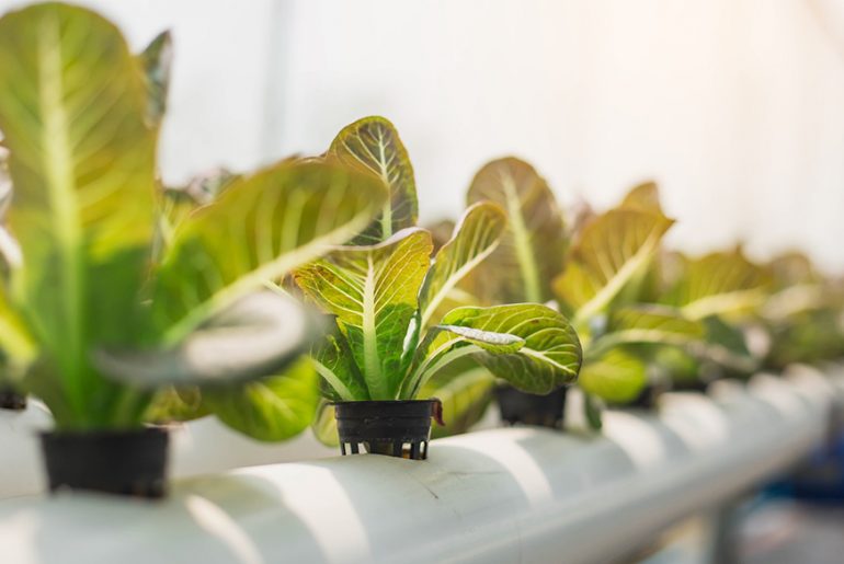 The Future of Farming Dictates the Future of Architecture - Rethinking The Future