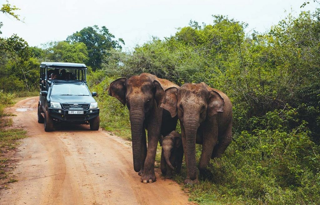 Wilderness Safari. - Sheet1