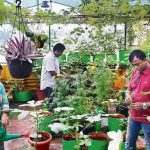 Urban Farming