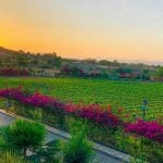 Sula Vineyards AgroIndustries - Sheet2