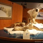 University of Alaska Museum of the North - Sheet4