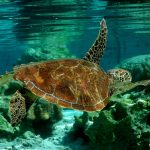 Lagoonarium- Sheet2