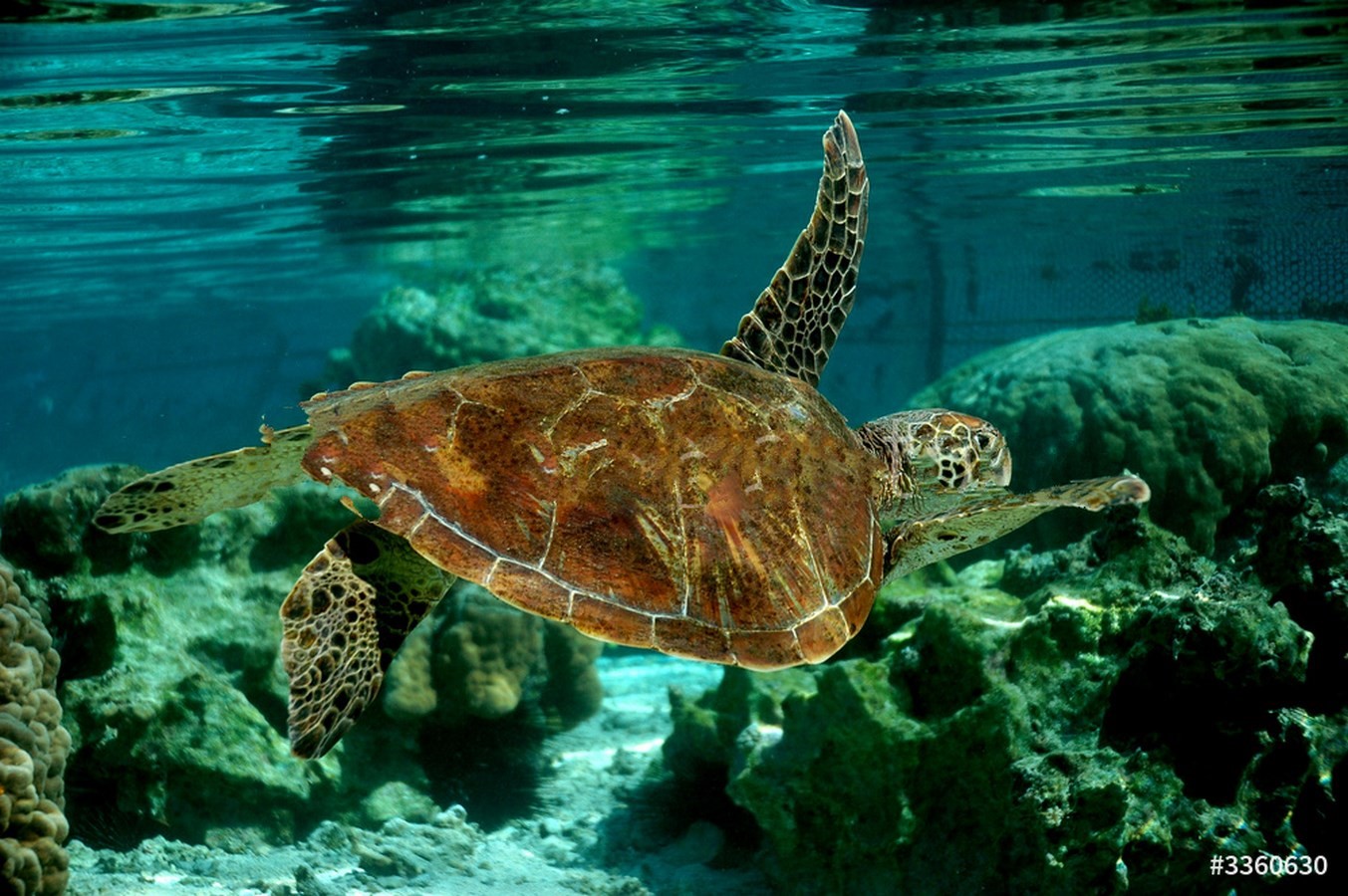 Lagoonarium- Sheet2