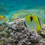 Lagoonarium- Sheet4