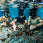 Lagoonarium- Sheet5