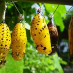 The Butterfly Farm - Sheet3