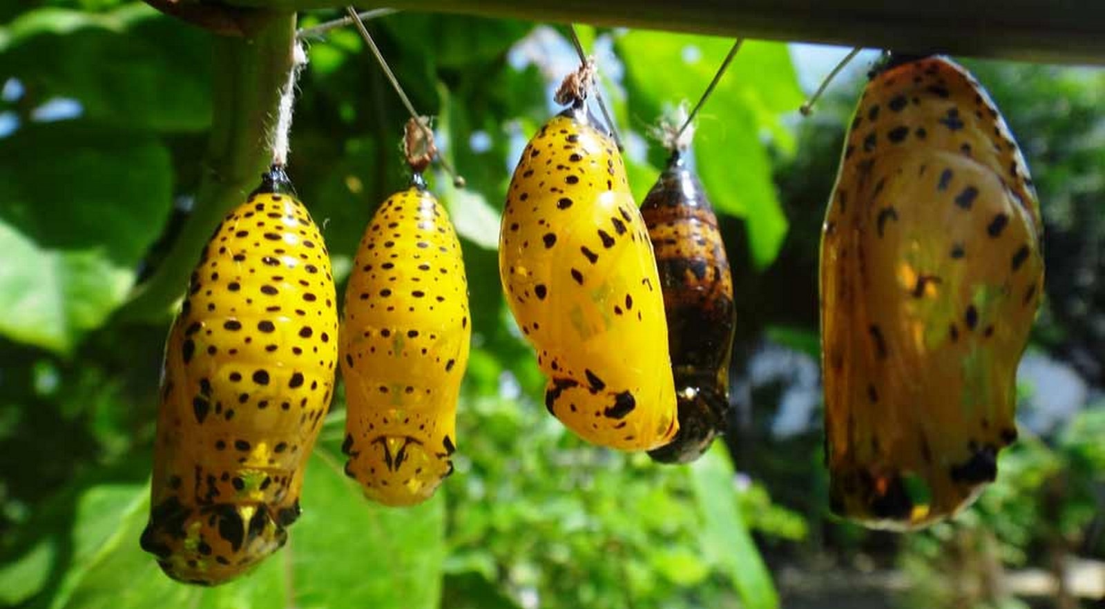 The Butterfly Farm - Sheet3
