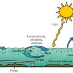 Wetland treatment - Sheet1