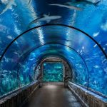 SHARK REEF (AQUARIUM) - Sheet1