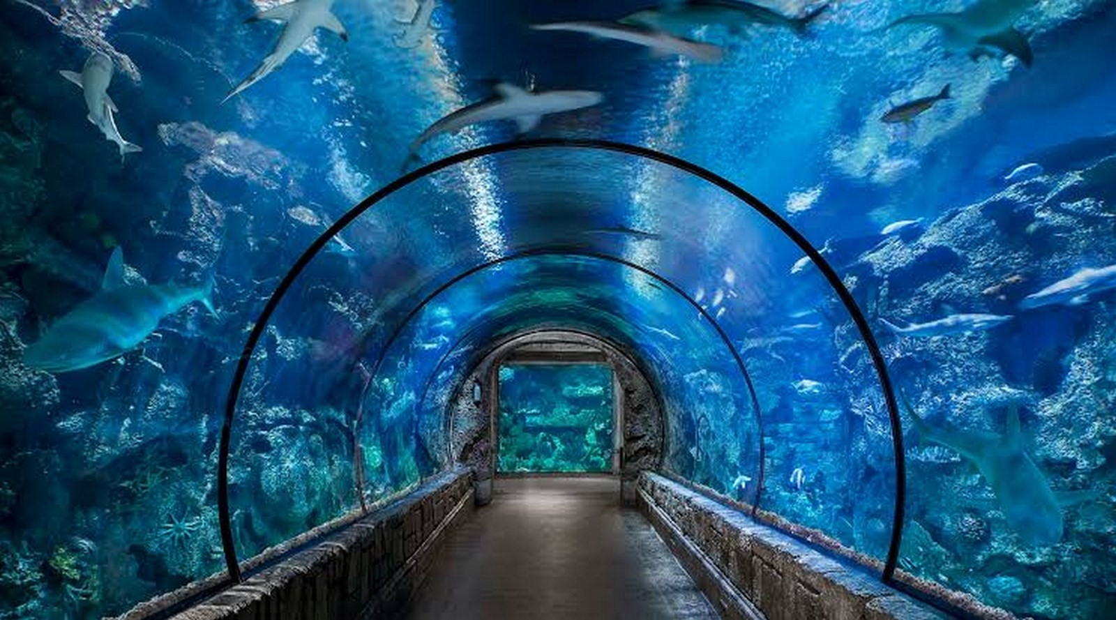SHARK REEF (AQUARIUM) - Sheet1