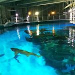 SHARK REEF (AQUARIUM) - Sheet2
