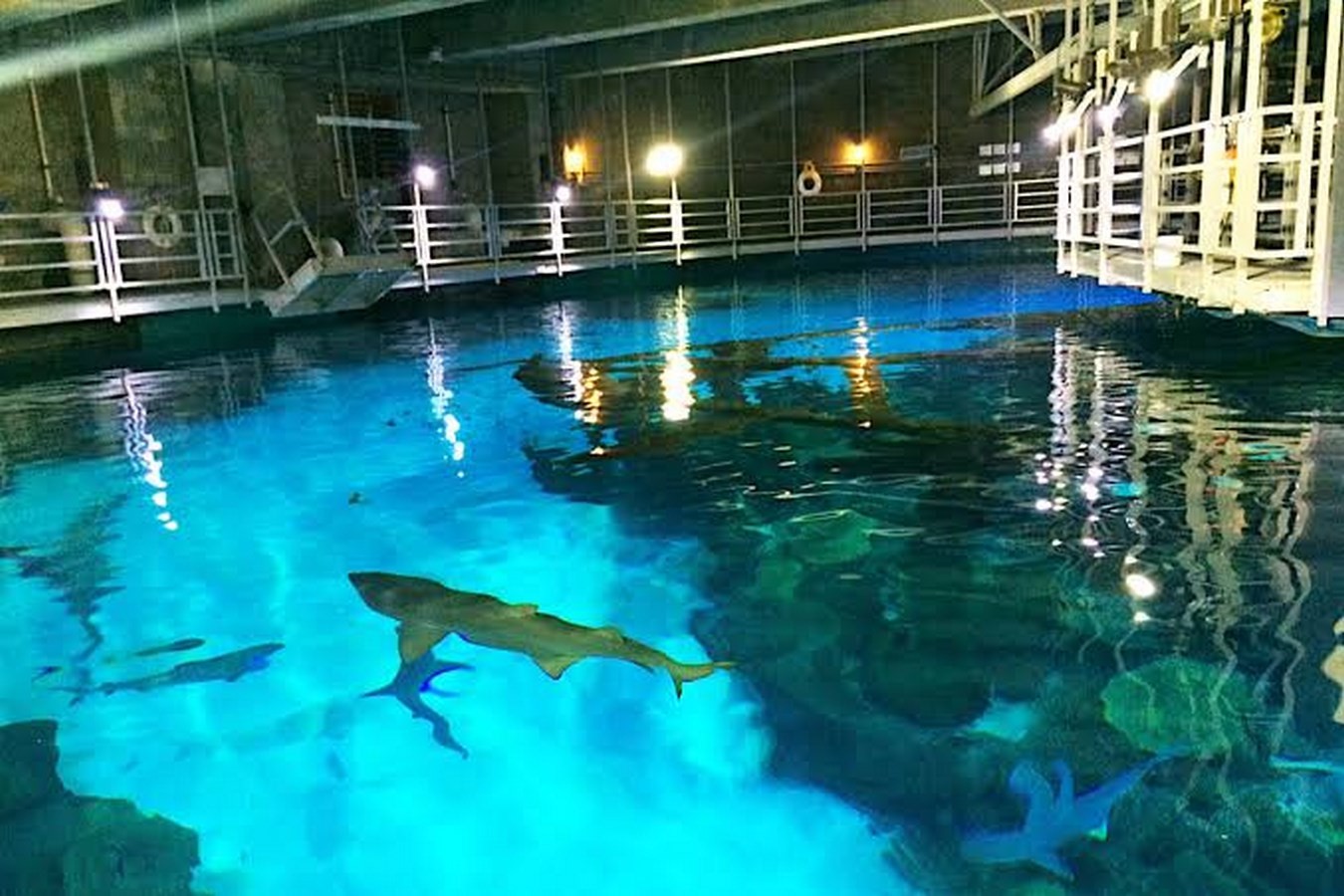 SHARK REEF (AQUARIUM) - Sheet2