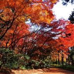 Suma Rikyu Park - Sheet6