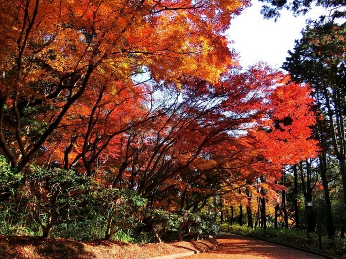 Suma Rikyu Park - Sheet6