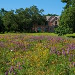 The importance of green pockets in overcrowded cities - Sheet5