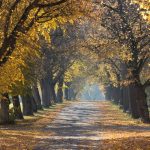 The importance of green pockets in overcrowded cities - Sheet7