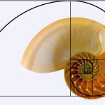 The history of Biomimicry and Architecture - Sheet1