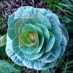 The history of Biomimicry and Architecture - Sheet2