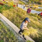 Thammasat University Urban Rooftop Farm - Sheet4