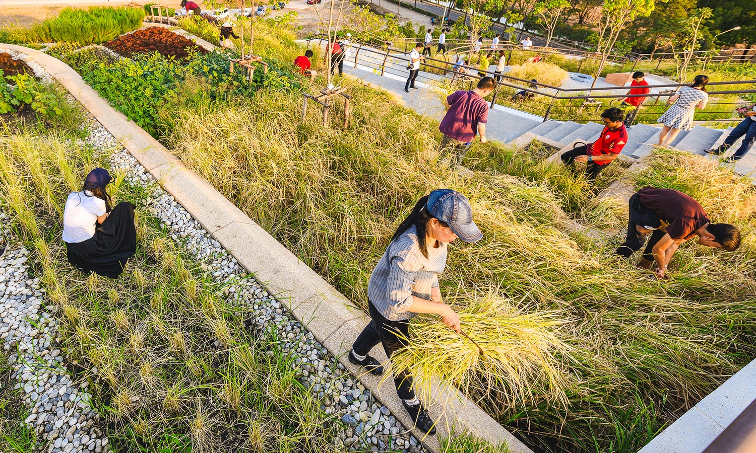 Thammasat University Urban Rooftop Farm - Sheet4