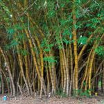 Vernacular Architecture of North east India Building with Bamboo - Sheet1