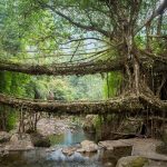 The Living Root Bridges of Meghalaya - Sheet1