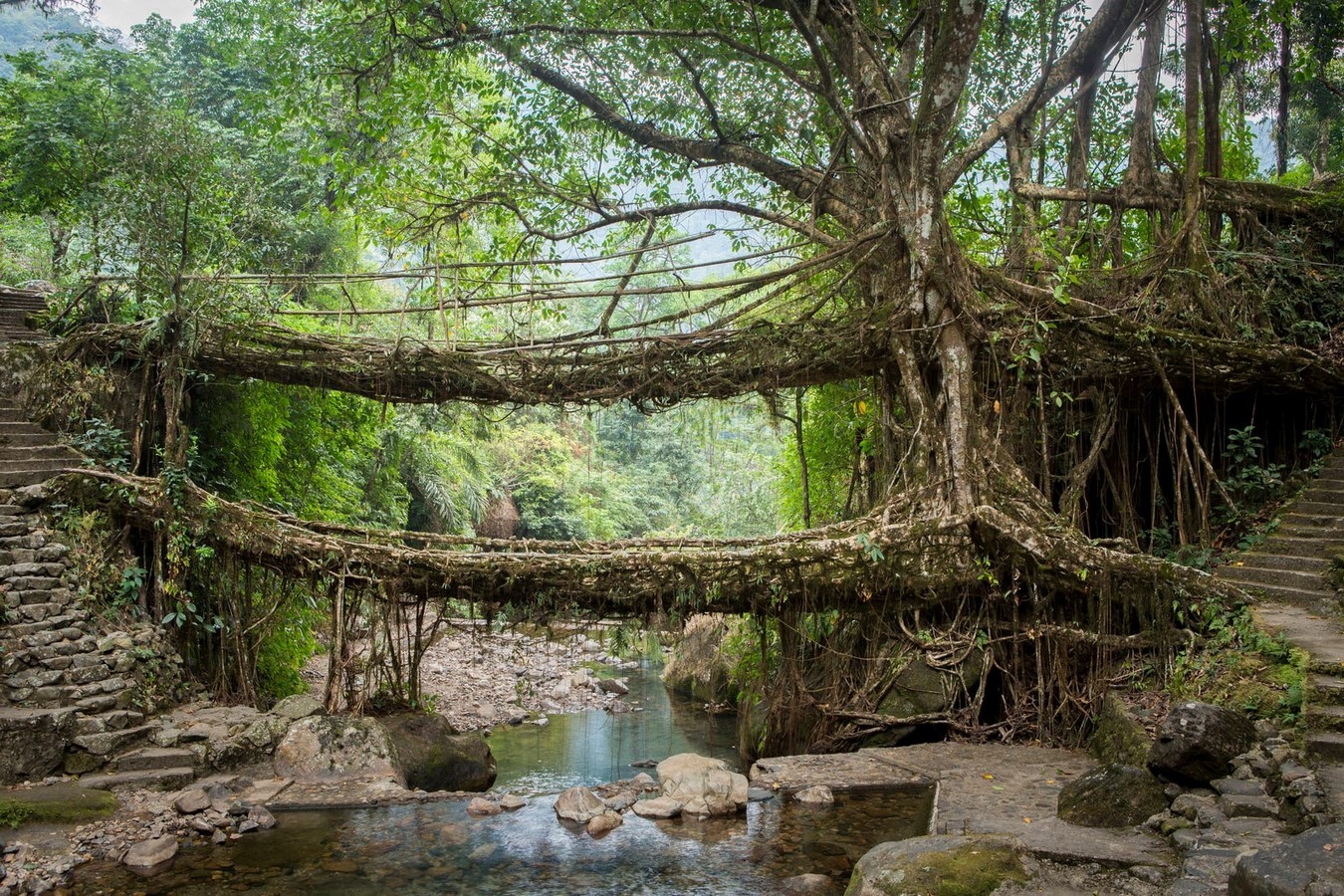 The Living Root Bridges of Meghalaya - Sheet1