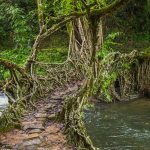 The Living Root Bridges of Meghalaya - Sheet2