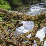 The Living Root Bridges of Meghalaya - Sheet3