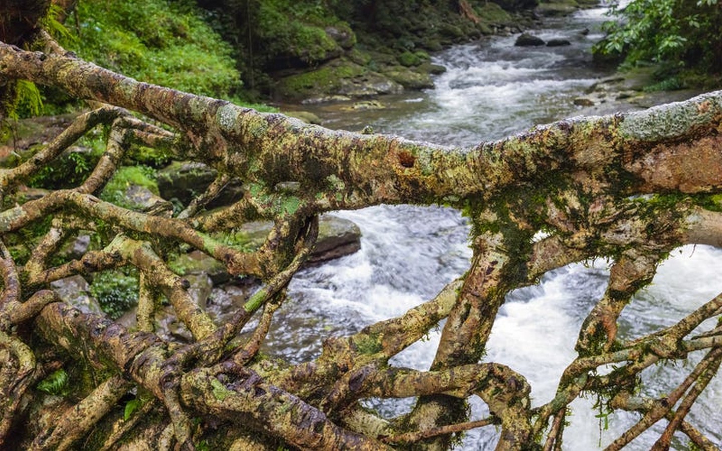 The Living Root Bridges of Meghalaya - Sheet3