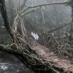 The Living Root Bridges of Meghalaya - Sheet4