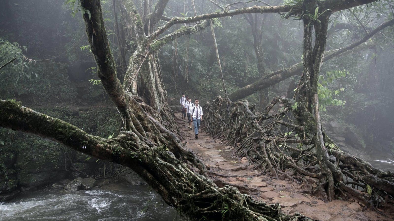 The Living Root Bridges of Meghalaya - Sheet4