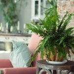 BOSTON FERN