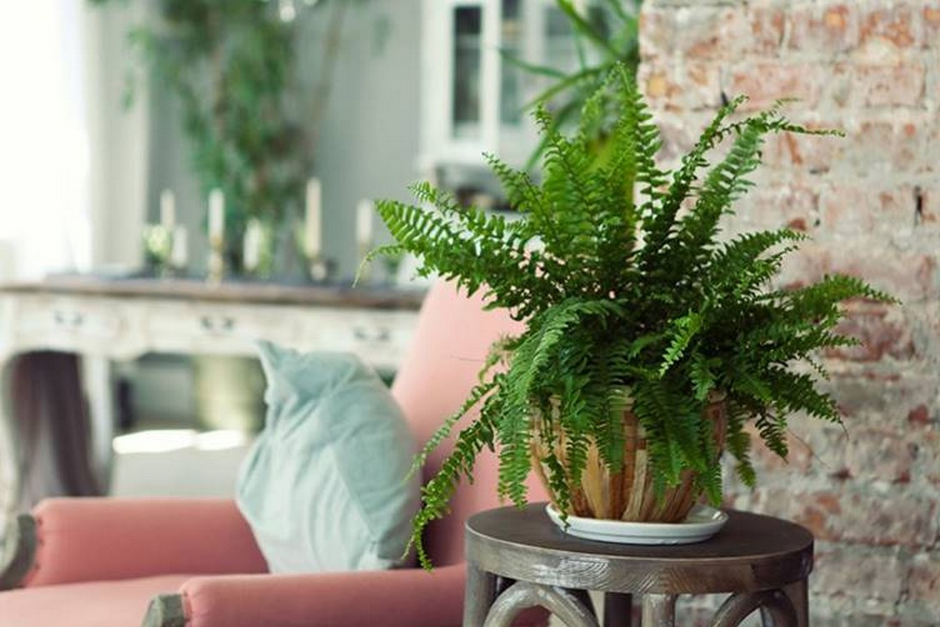 BOSTON FERN