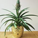 Pineapple Plant