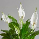 Peace Lily