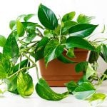 Golden Pothos