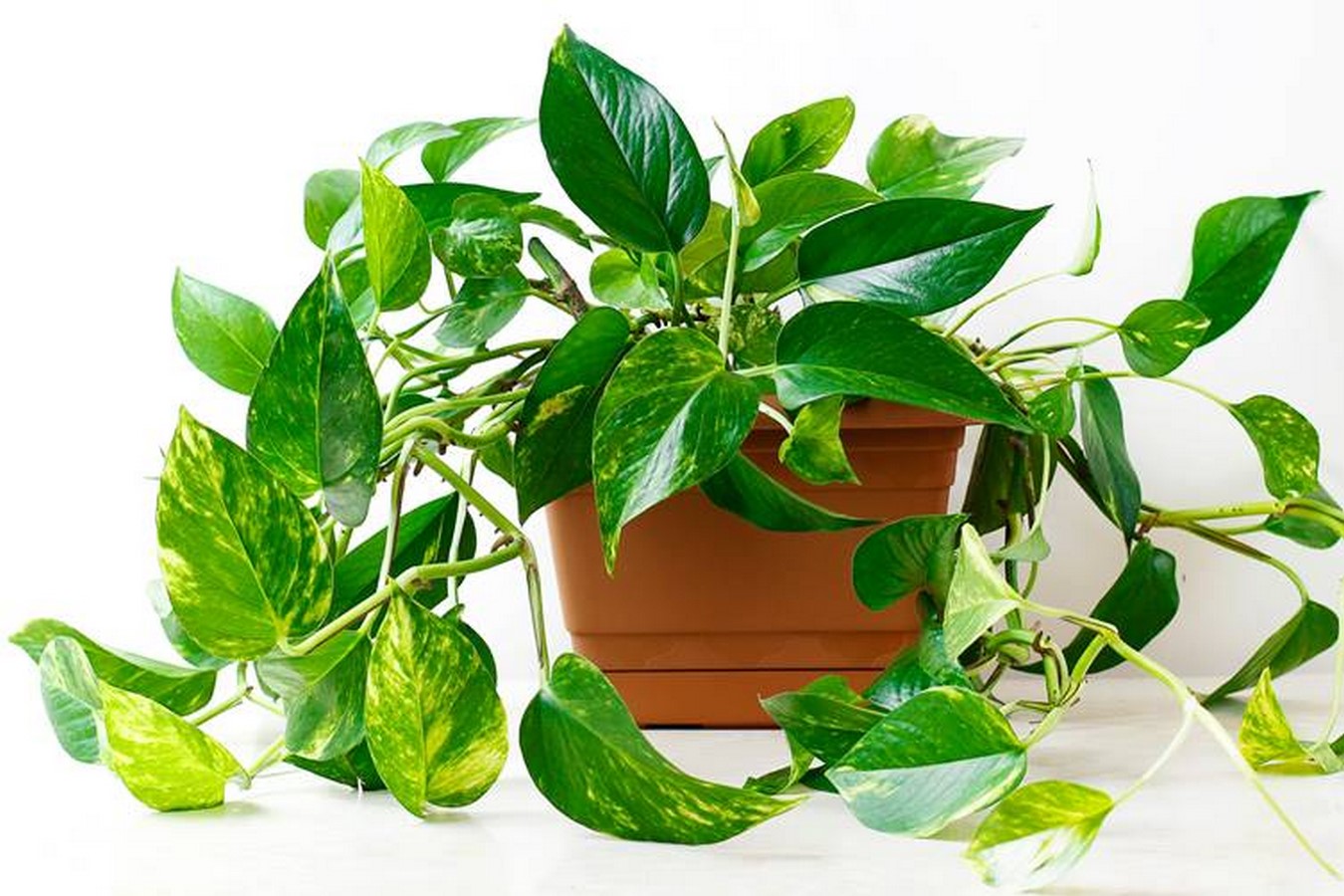 Golden Pothos