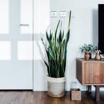 Snake Plant